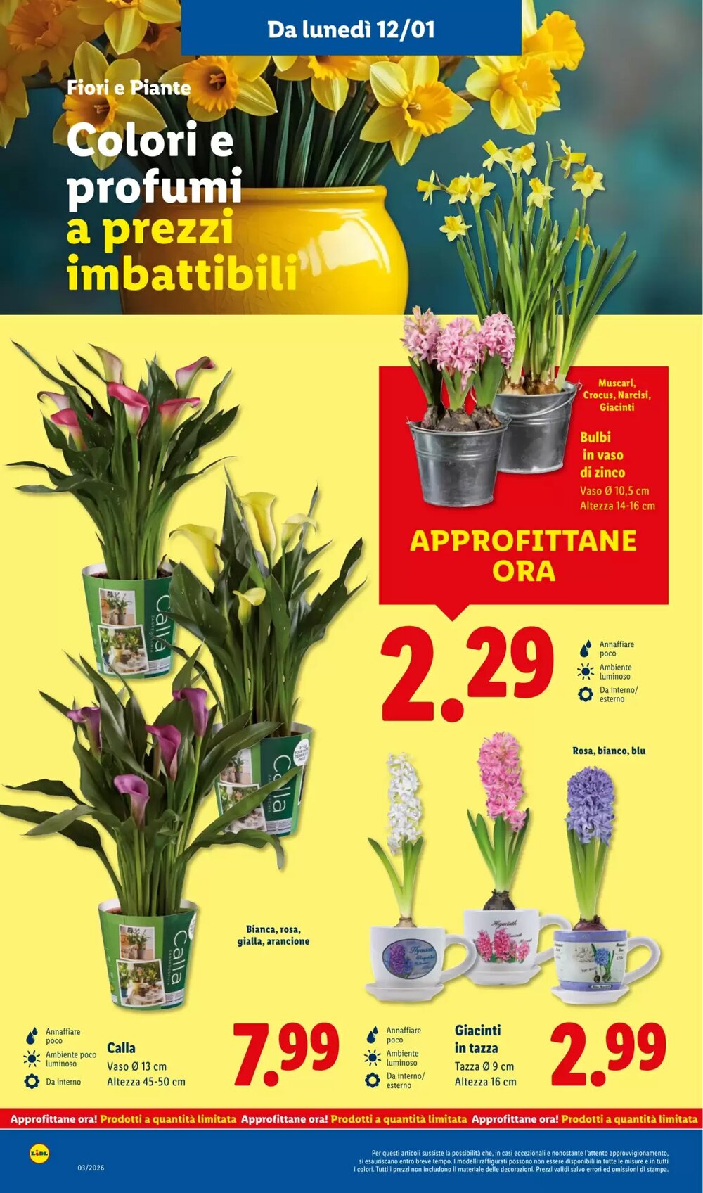 Volantino promozionale Lidl  valide dal 12/01/2026 - Pagina 38.