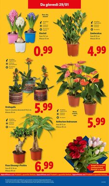 Volantino promozionale Lidl  valide dal 26/01/2026 - Pagina 39.