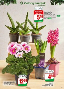 Gazetka promocyjna Dino  ważna od 31.12.2025 - Strona 41.