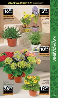 Gazetka promocyjna Delikatesy Centrum  ważna od 22.01.2026 - Strona 39.