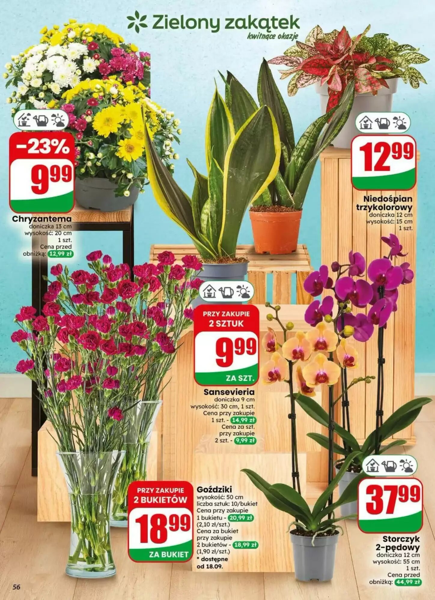 Gazetka promocyjna Dino  ważna od 16.09.2026 - Strona 56.
