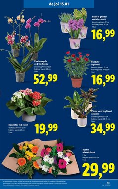 Catalogul cu oferte Lidl valabil de la 12.01.2026 - Pagina 43.