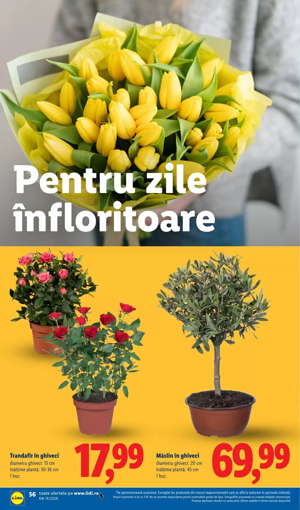 Catalogul cu oferte Lidl valabil de la 04.05.2026 - Pagina 56.