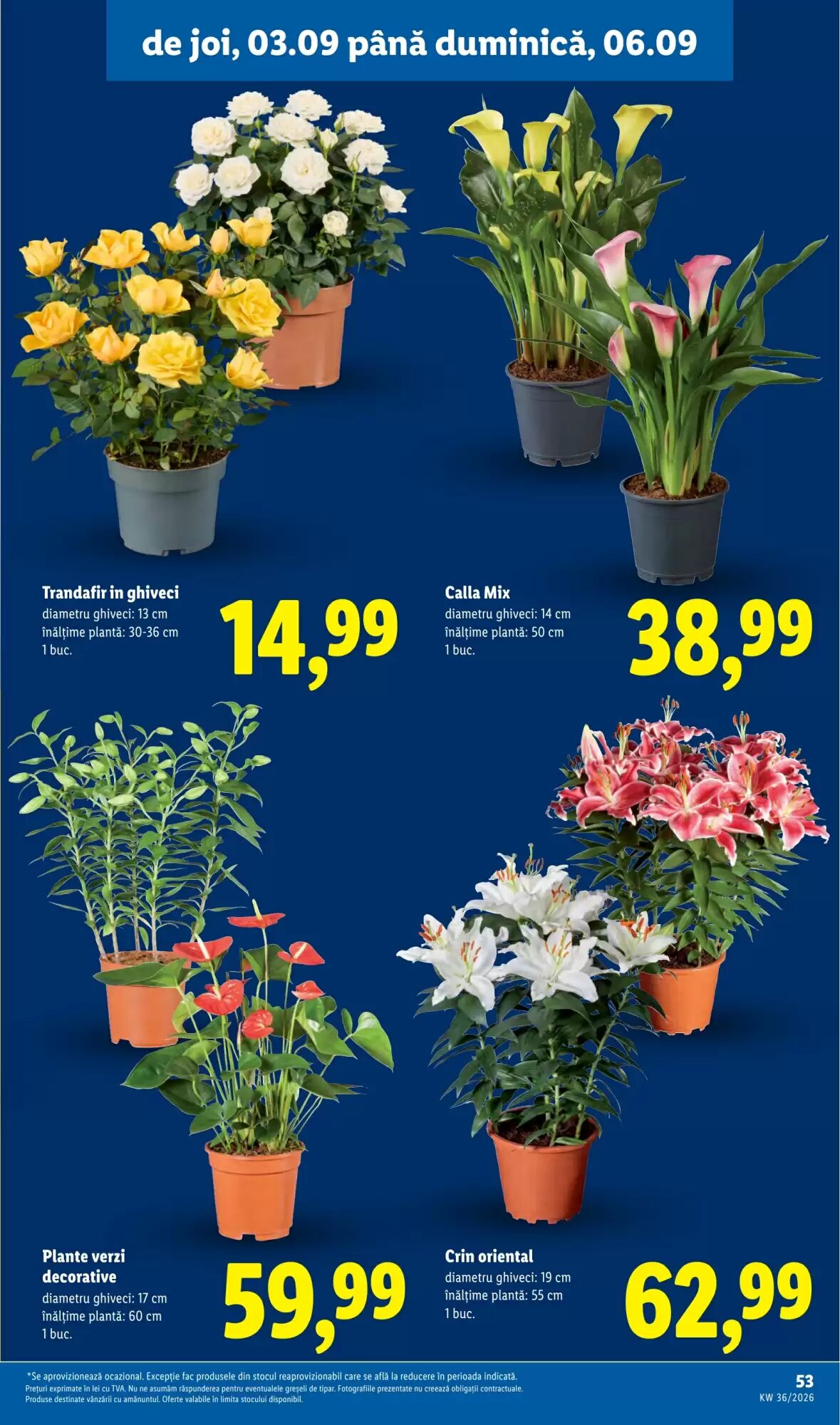 Catalogul cu oferte Lidl valabil de la 31.08.2026 - Pagina 51.