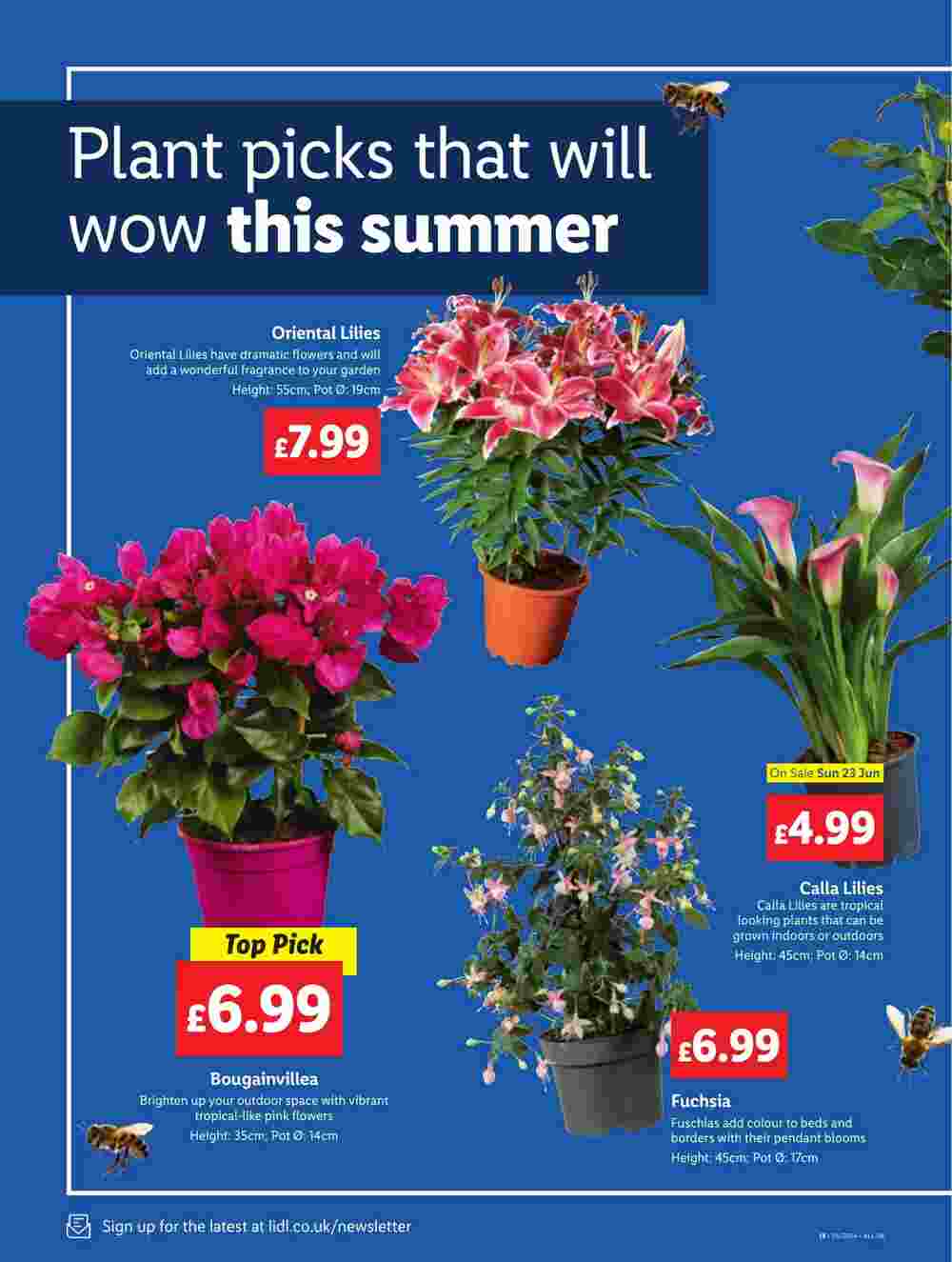 Lidl offers valid from 20/06/2024 - Page 20.