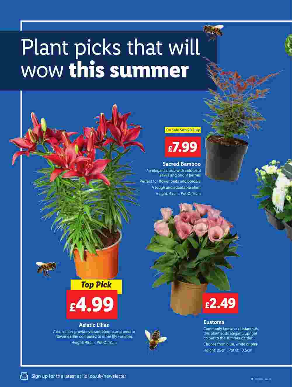 Lidl offers valid from 25/07/2024 - Page 16.