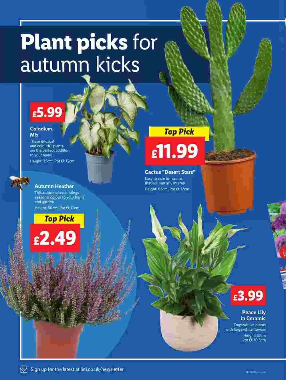 Lidl offers valid from 19/09/2024 - Page 16.