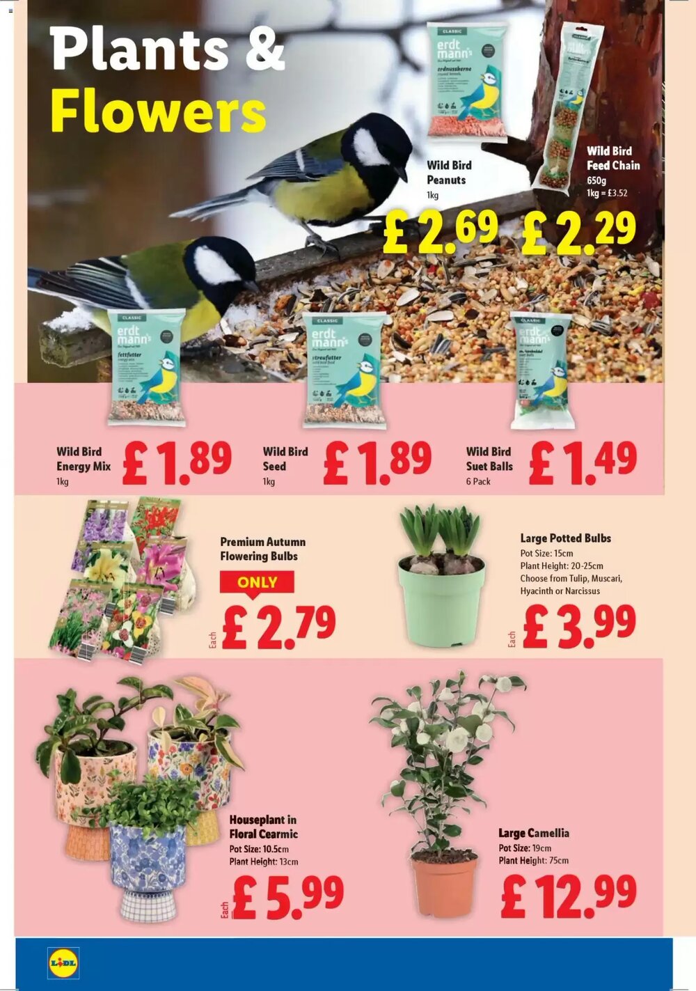 Lidl offers valid from 15/01/2026 - Page 24.