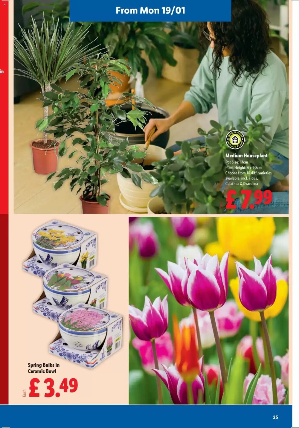 Lidl offers valid from 15/01/2026 - Page 25.