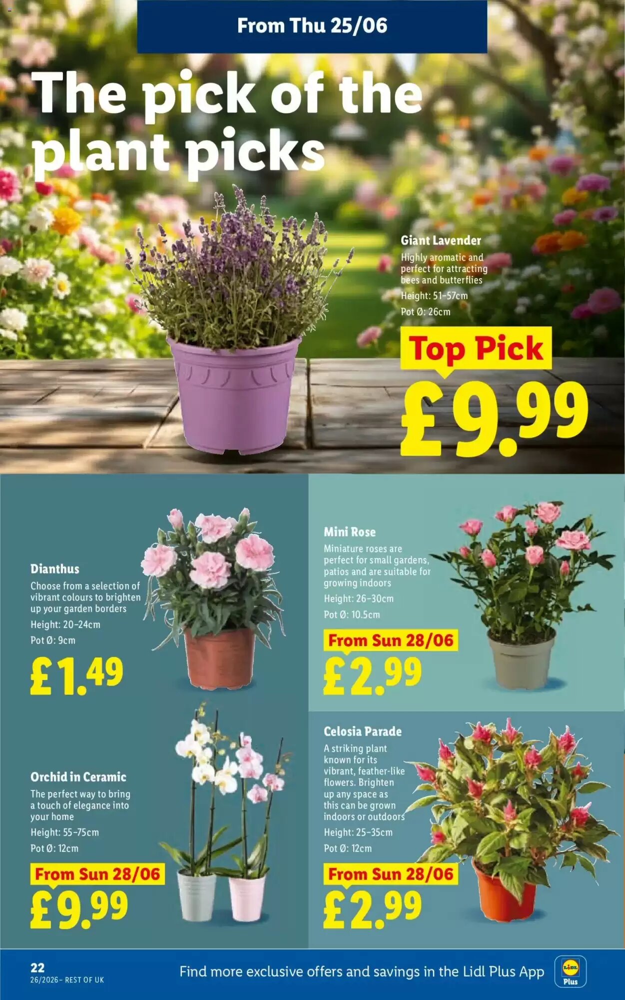 Lidl offers valid from 25/06/2026 - Page 24.