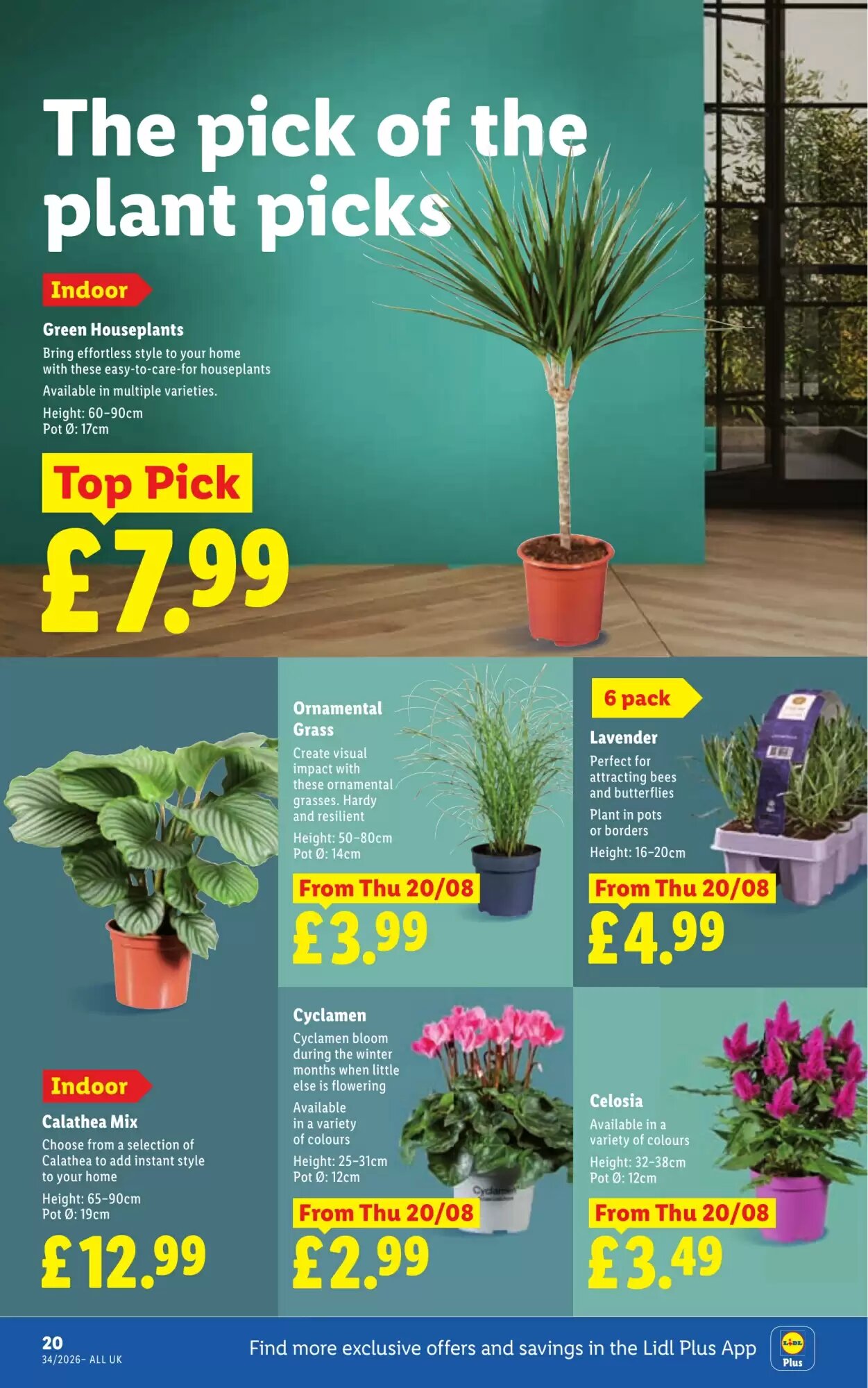 Lidl offers valid from 20/08/2026 - Page 24.